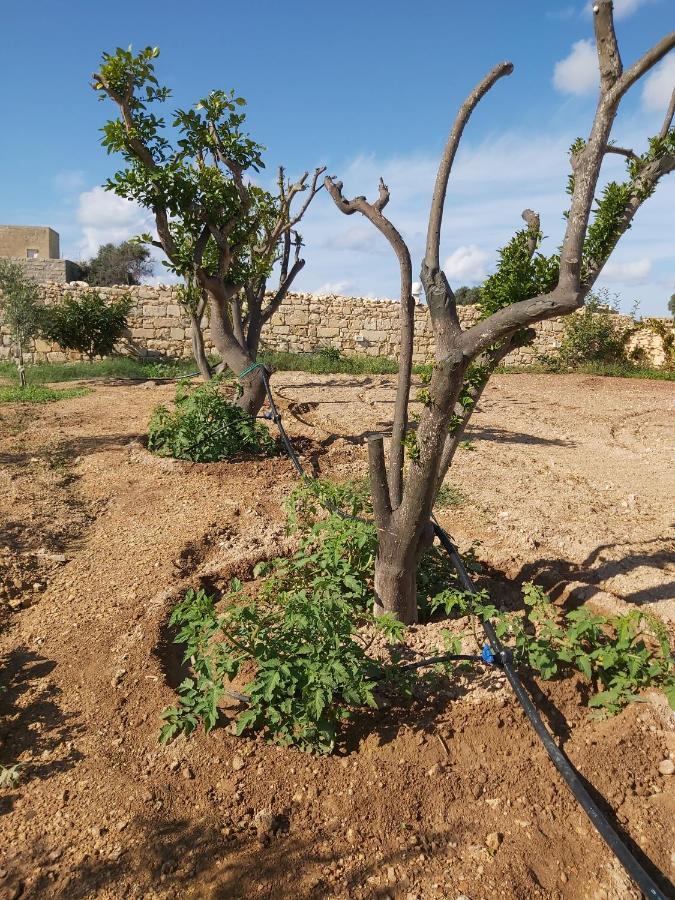 Four Winds Farmhouse Vila Birżebbuġa Exterior foto